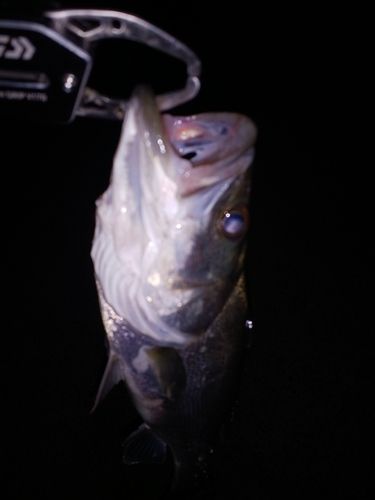 スズキの釣果