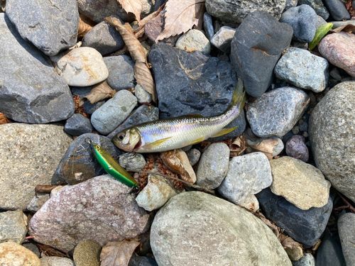 カワムツの釣果