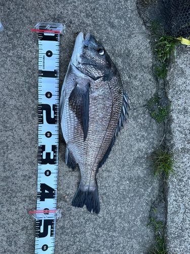 タイの釣果