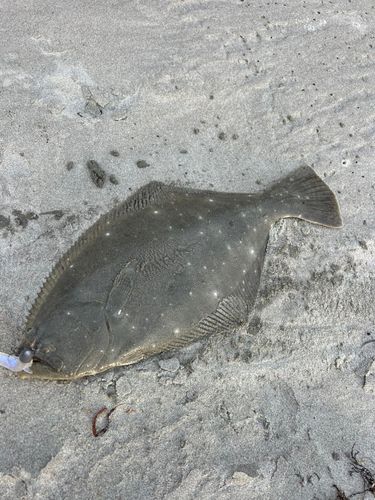 ヒラメの釣果