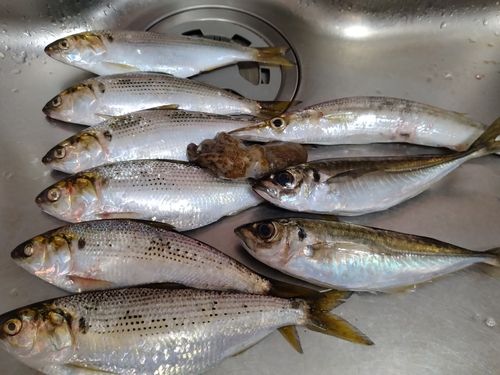 アジの釣果
