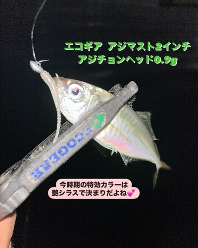 アジの釣果