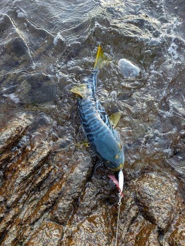 シマフグの釣果