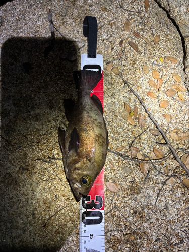 クロメバルの釣果