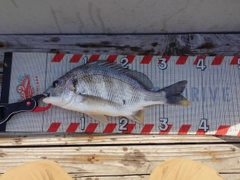 キビレの釣果