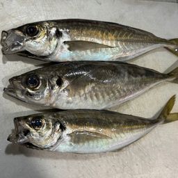 マアジ