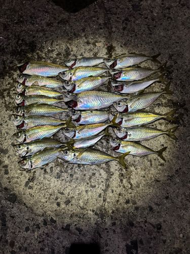 アジの釣果
