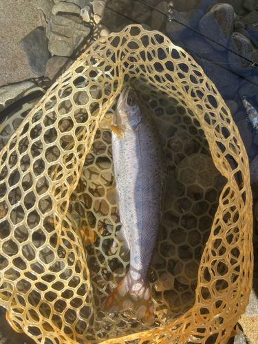 アマゴの釣果
