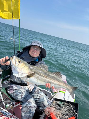 シーバスの釣果