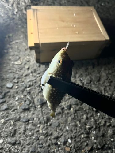 フグの釣果