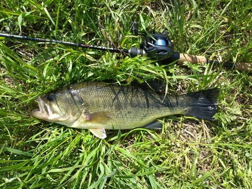 ラージマウスバスの釣果