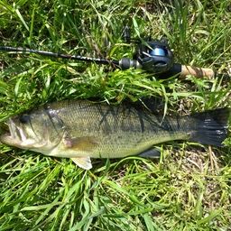 ラージマウスバス