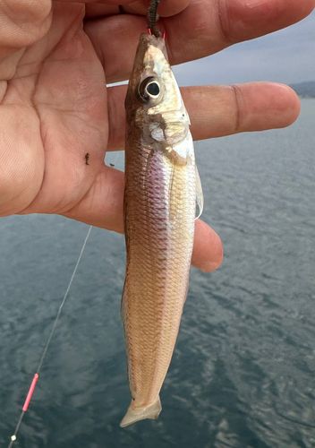 シロギスの釣果