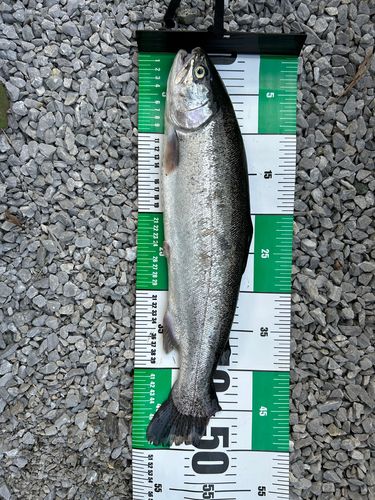 ニジマスの釣果