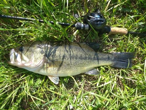 ラージマウスバスの釣果