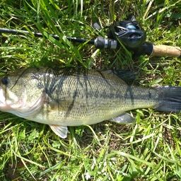 ラージマウスバス