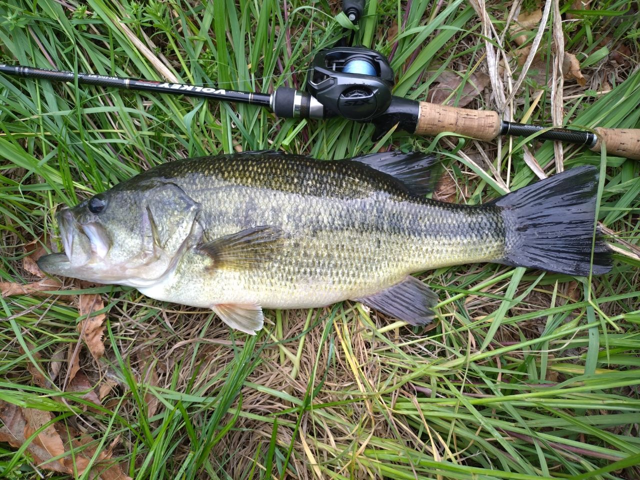 ラージマウスバス