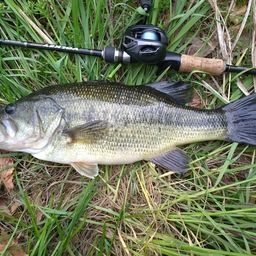 ラージマウスバス