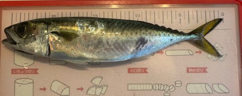 サバの釣果