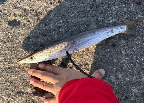 カマスの釣果