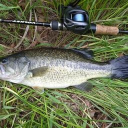 ラージマウスバス