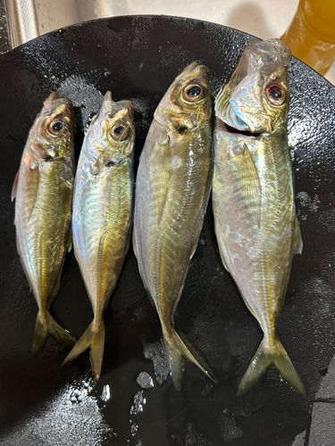 マアジの釣果