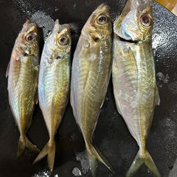 マアジ