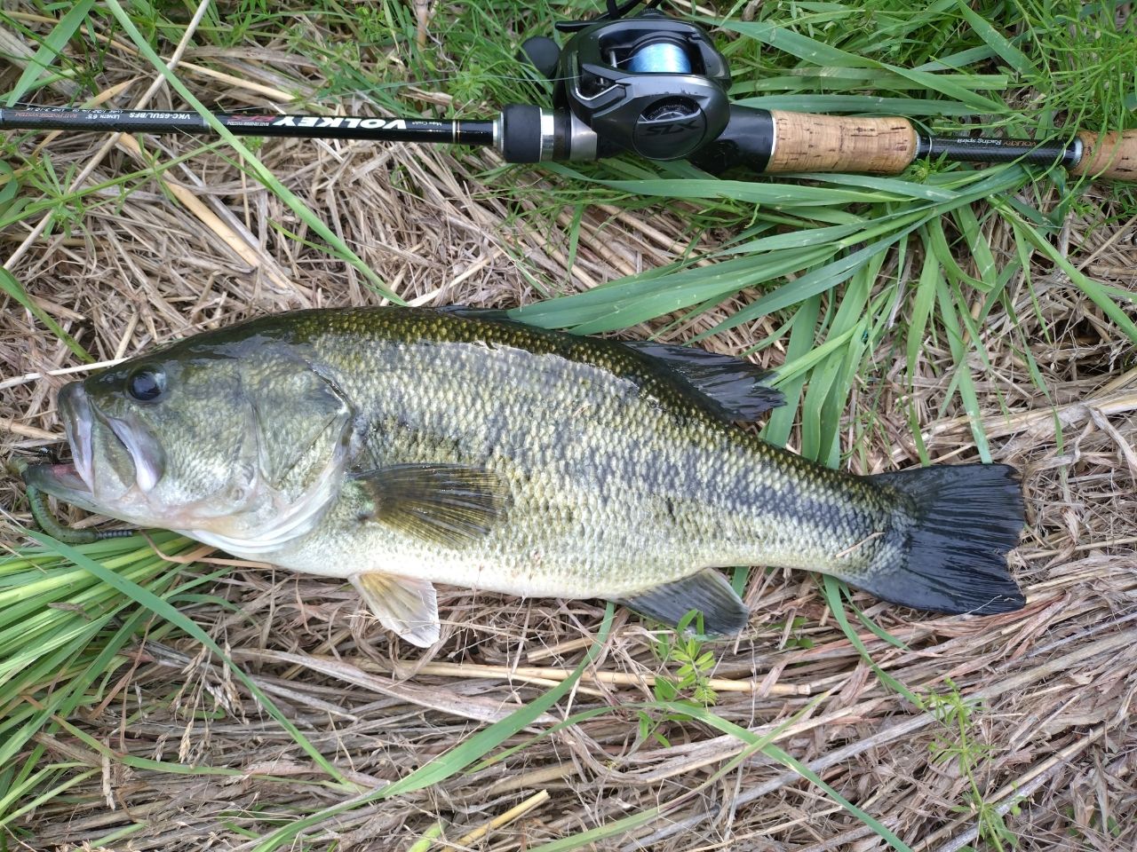 ラージマウスバス