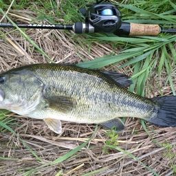 ラージマウスバス