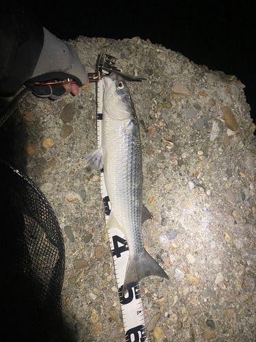 ボラの釣果
