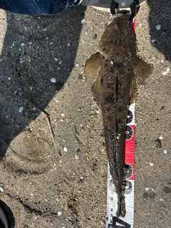 マゴチの釣果