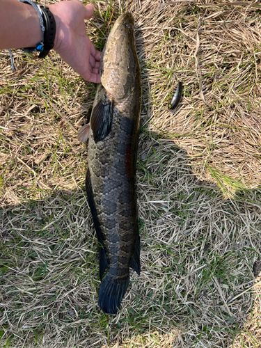 ライギョの釣果