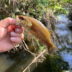 スモールマウスバス