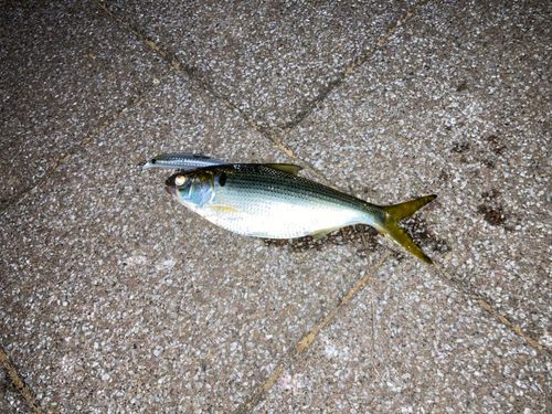 コノシロの釣果