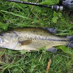 ラージマウスバス