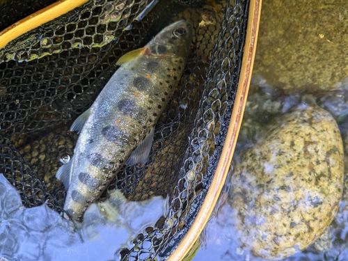 ヤマメの釣果