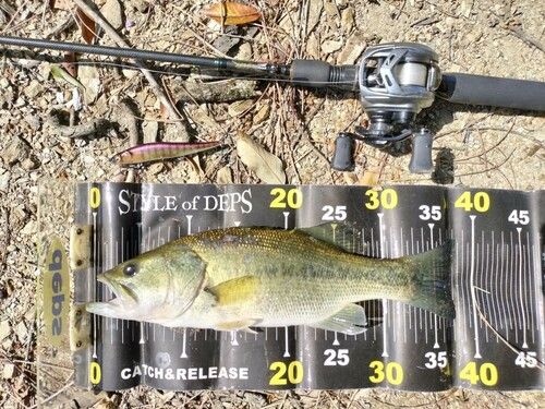 ブラックバスの釣果