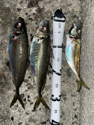 アジの釣果