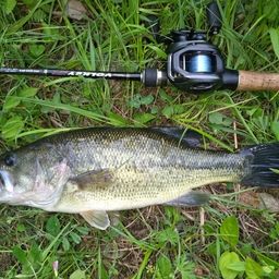 ラージマウスバス