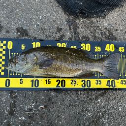 スモールマウスバス