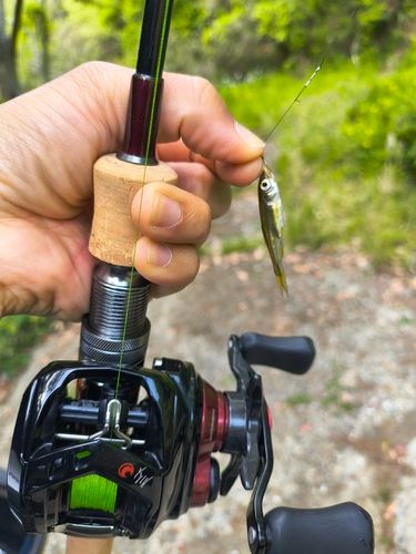 カワムツの釣果