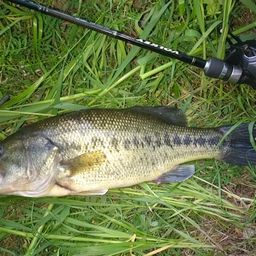 ラージマウスバス