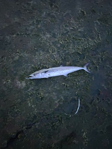 サゴシの釣果
