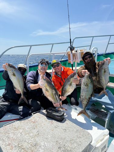 カンパチの釣果