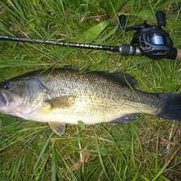 ラージマウスバス