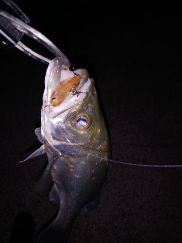 スズキの釣果