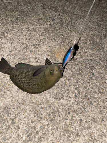 グレの釣果
