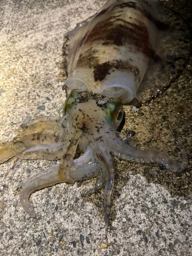 アオリイカの釣果