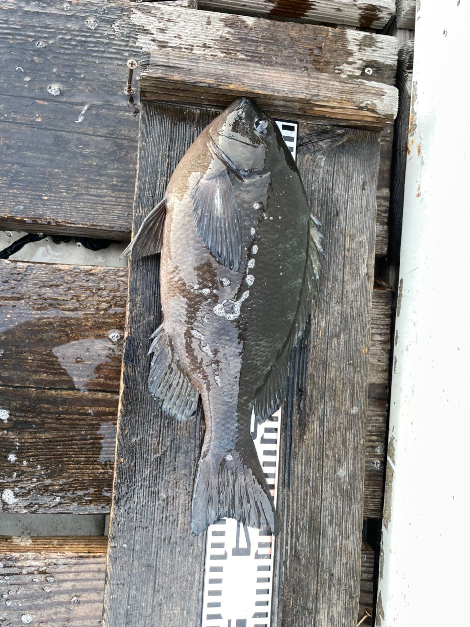 クチブトグレ