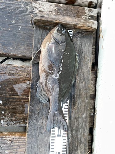 クチブトグレの釣果